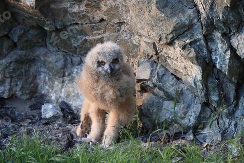 Preview: Young Eagle Owl, Saxony, Germany