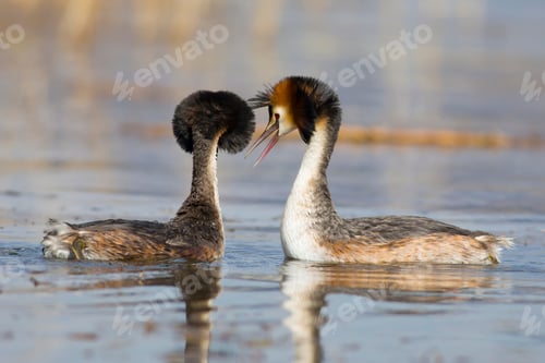 Preview: Couple Birds. Blue Water Background. Bird: Great Crested Grebe. Podiceps Cristatus.