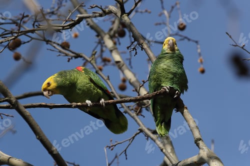 Preview: Yellow-Headed Amazon (Amazona Oratrix), Rosenstein Park, Stuttgart, Baden-Wuerttemberg