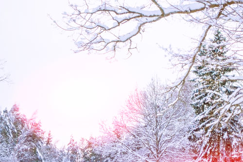 Preview: Frozen Winter Forest With Snow Covered Trees.