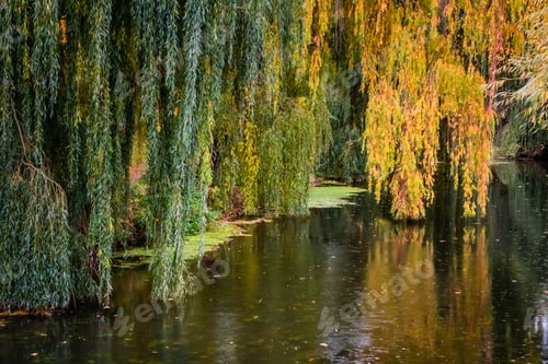 Preview: Yellow Leaves On Tree Reflecting In A River In Autumn