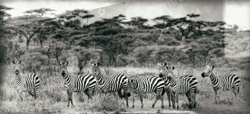 Preview: Vintage Style Black And White Image Of Zebras In The Serengeti National Park, Tanzania