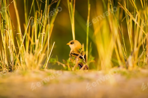 Preview: Cute Bird. Warm Colors Nature Background Bearded Reedling / Panurus Biarmicus