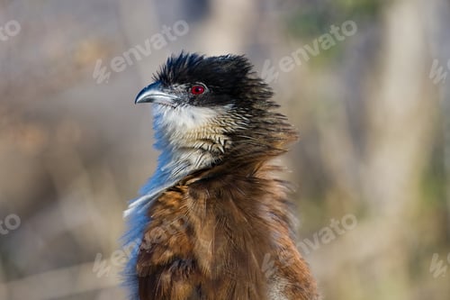 Preview: Burchells Coucal (Centropus Burchelli) In The Kruger National Park, South Africa