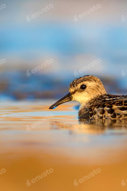 Preview: Cute Little Water Bird. Natural Wetland Background. Bird: Common Little Stint. Calidris Minuta.