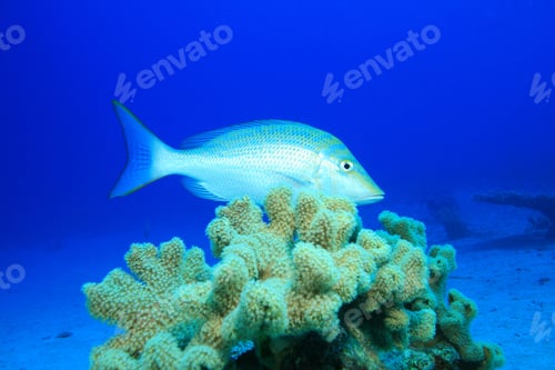 Preview: Spangled Emperor (Lethrinus Nebulosus)