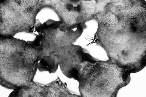 Preview: Tulip Pestle Section At The Microscope