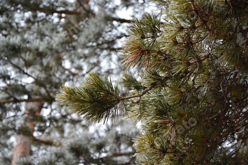 Preview: Pine Tree Branches