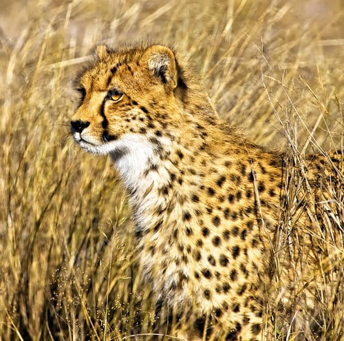 Vista previa: Cheetah (Acinonyx Jubatus Soemmeringii) In The Okavango Delta, Botswana