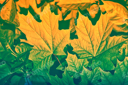 Preview: Autumn Landscape With Bright Colorful Leaves. Indian Summer.