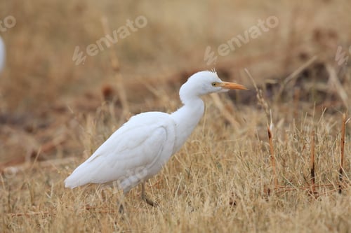 Preview: Cattle Egret (Bubulcus Ibis) New Mexico Bosque Del Apache National Wildlife Refuge