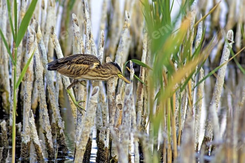 Preview: Squacco Heron, Ardeola Ralloides. Yellow Common Water Bird. Yellow Blue Nature Habitat Background.