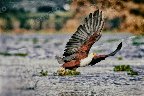 Preview: Vintage Style Image Of An African Fish Eagle, Naivasha Lake National Park, Kenya