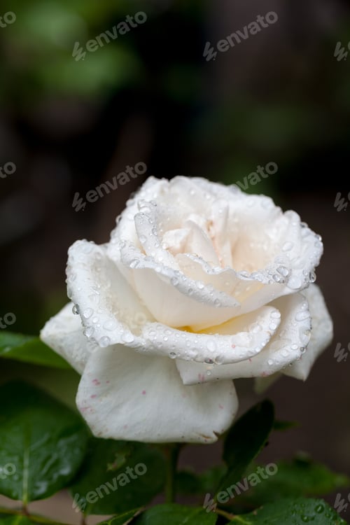 Preview: White, Beautiful, Delicate Rose Petals And Water Drops