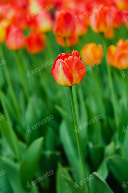 Preview: Blooming Tulips In The Garden. Growing Of Bulbous Plants. Varieties Of Dutch Tulip Breeding Is
