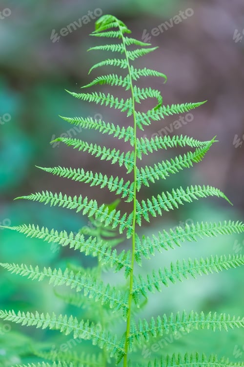 Vista previa: Helecho silvestre que crece en las hojas del bosque fotografiado en un bosque europeo en verano.