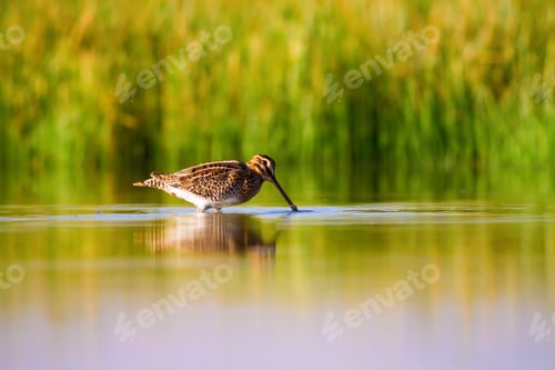 Preview: Water Bird Snipe. Green Nature Background Common Snipe / Gallinago Gallinago