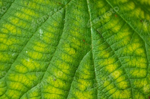 Preview: Green Kiwi Leaves On The Vine, Close Up