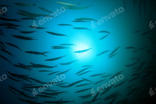 Preview: Barracuda Fish Underwater In Ocean