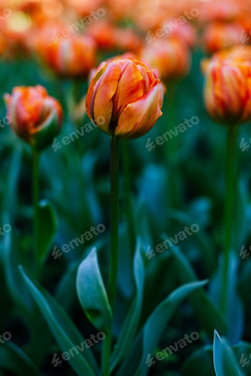 Preview: Beautiful Orange Tulips In The Garden, Grade The Orange Princess. The Cultivation Of Onion. Blooms