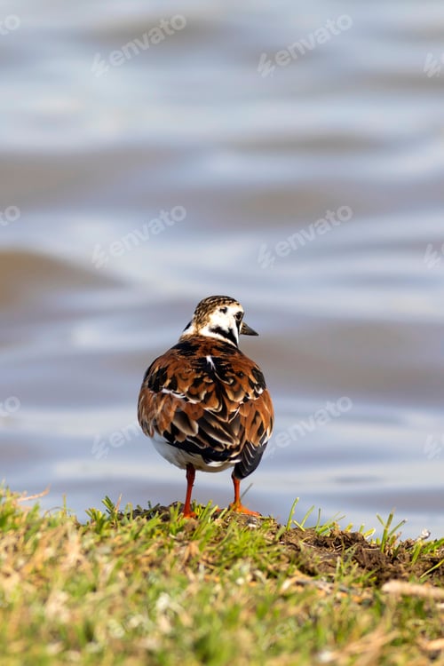 Preview: Cute Water Bird. Common Bird Ruddy Turnstone. Colorful Nature Background. Bird: Ruddy Turnstone