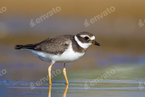 Preview: Nature And Bird. Cute Little Common Water Bird. Colorful Nature Background. Bird: Common Ringed