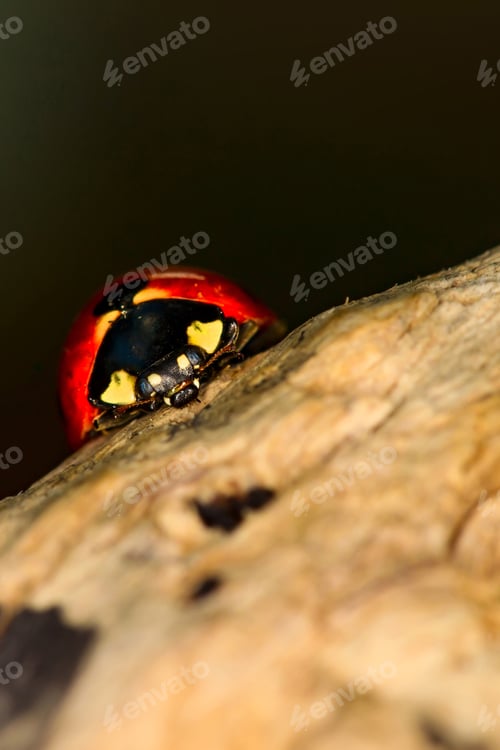 Preview: Cute Lady Bird. Natural Background. Ladybug.