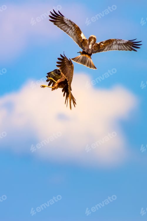 Preview: Dogfight. Wild Birds. Blue Sky Background.