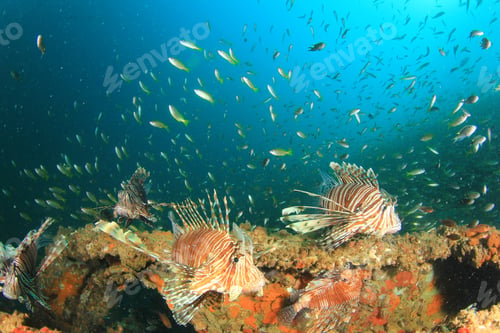 Preview: Lionfish And Snapper Fish On Shipwreck