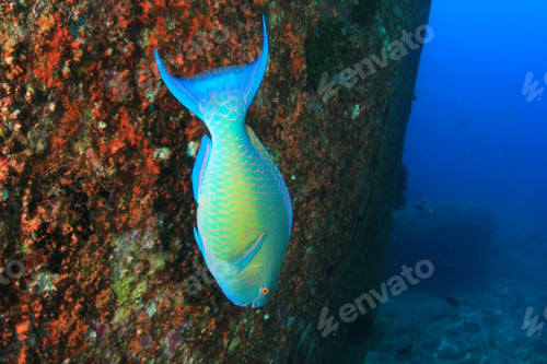 Preview: Steephead Parrotfish