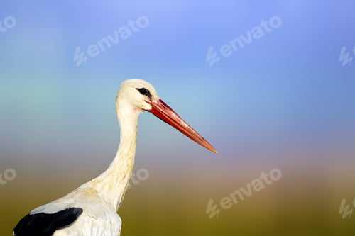 Preview: Cute Bird Stork. Colorful Nature Background. Bird: White Stork. Ciconia Ciconia.