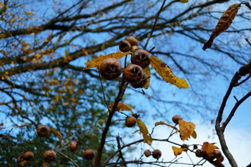 Preview: Bunch Of Medlar Fruit On A Tree