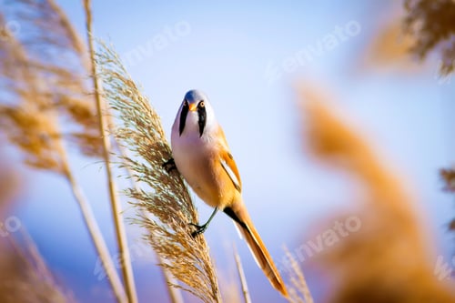 Preview: Cute Bird And Dry Yellow Reeds. Yellow Nature Background Bearded Reedling