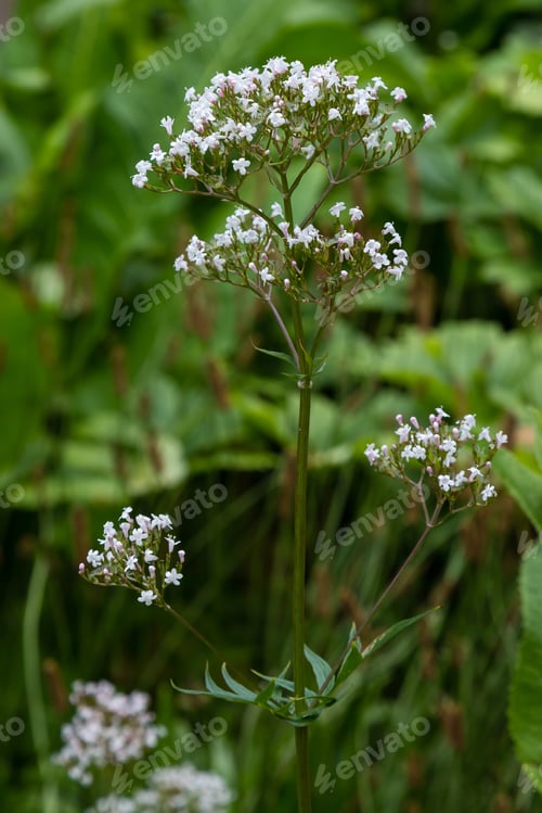 Preview: Valeriana Officinalis In Garden. Flowers Of Valeriana Officinalis. Cultivation Of Medicinal Plants