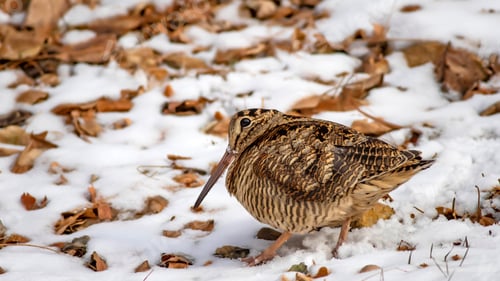 Preview: Camouflage Bird Woodcock. Brown Dry Leaves And Snow Background. Bird: Eurasian Woodcock. Scolopax