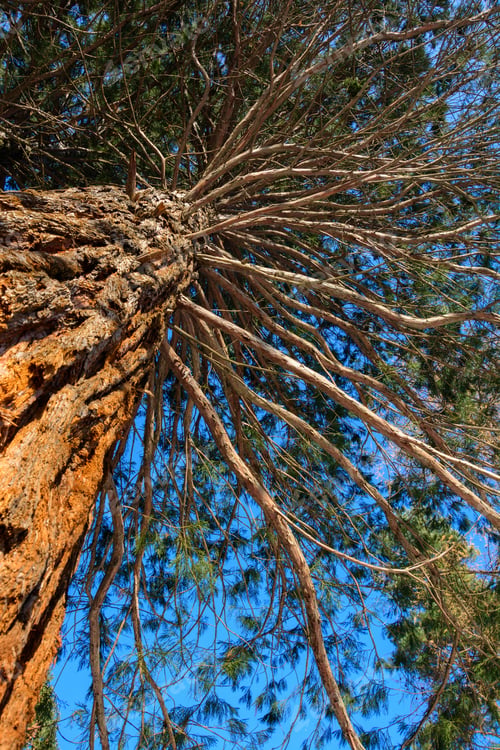 Preview: Sequoia Sempervirens (Coast Redwood) From Below