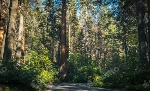 Preview: Giant Sequoias In The Sequoia National Park, California, Usa. Summer Trip