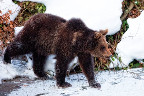 Preview: Young Brown Bear (Ursus Arctos) In The Snow