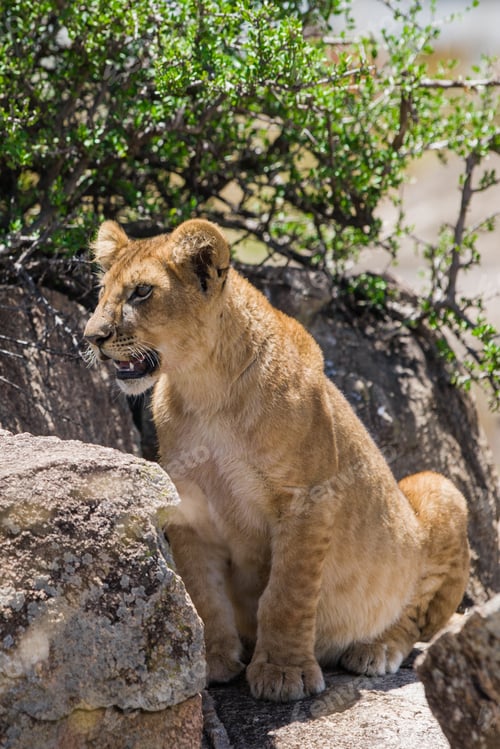 Preview: Lion Cub In The Maasai Mara National Park, Kenya