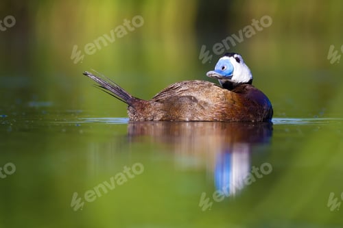 Preview: Swimming Cute Duck. Colorful Nature Background. Bird: White Headed Duck. Oxyura Leucocephala.