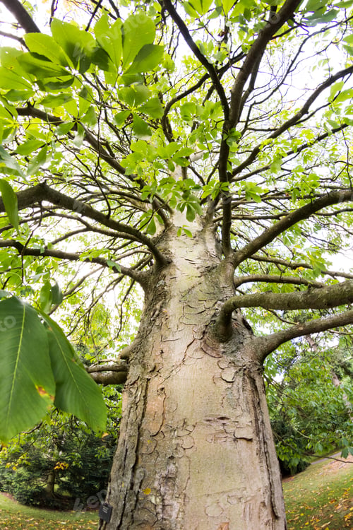 Preview: Castanea Crenata (Japanese Chestnut)
