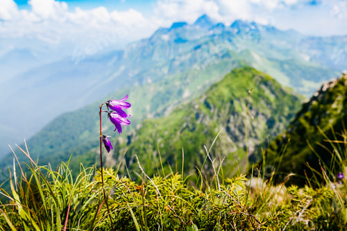 Preview: Beautiful Mountain Landscape With Alpine Meadows, Herbs And Flowers. Sky, Clouds, Mountains.