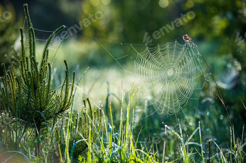 Preview: Natural Cobwebs Spider Web In Morning Light With Dew Drops And Blur Background