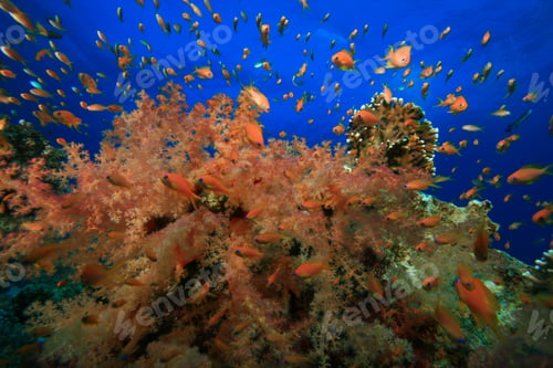 Preview: Colorful Soft Corals And Lyretail Anthias Shoal