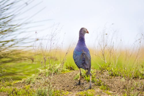 Preview: Blue, Purple Bird Swamphen. Nature Background. Bird: Purple Swamphen. Porphyrio Porphyrio.