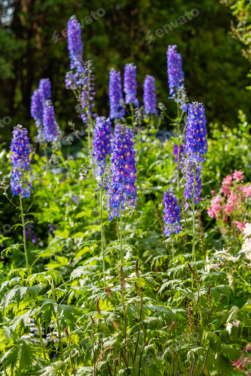 Preview: Beautiful Delphiniums Blooming In The Garden.