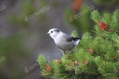 Preview: Gray Jay - Perisoreus Canadensis, Perched In A Tree Glacier Np Montana