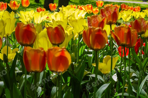Preview: Spring Blooming Tulip Flowrs Blossom Scene. Tulips In Spring Blooming Garden. Tulip Festival In