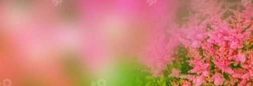 Preview: Blurred Summer Background Of Flowers Of Astilba And Grass.