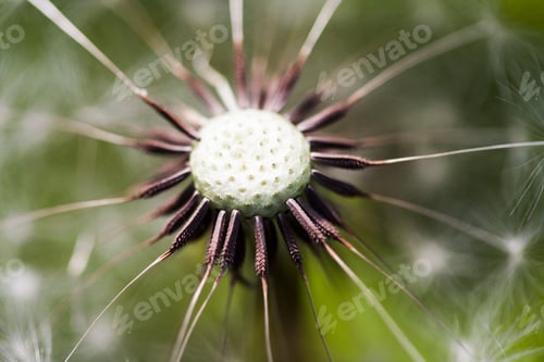 Preview: Dandelion Seeds With Natural Background